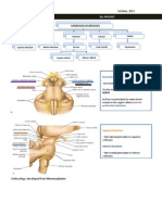 Midbrain and Pons