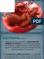 Cabeza Fetal Expo