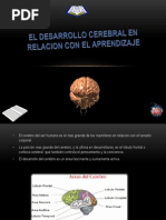 El Desarrollo Cerebral en Relacion Con El Aprendizaje