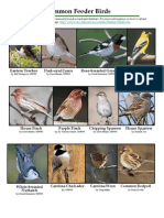 Common Feeder Birds - Maryland Department of Natural Resources