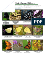 Common Butterflies and Skippers - Maryland Department of Natural Resources