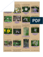 Maryland Wildflowers Catalog - Pictures and Information 