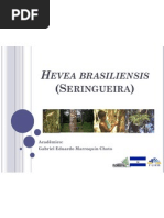 Hevea Brasiliensis (Seringueira)