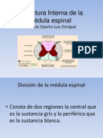 Estructura Interna de La Médula Espinal