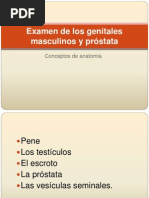 Download Exploracion Fisica de Organo Genital Masculino by Coraima Cadenas SN110141089 doc pdf