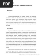 Algae Ordo Chroococcales & Ordo Nostocales