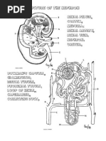 Nephron Coloring