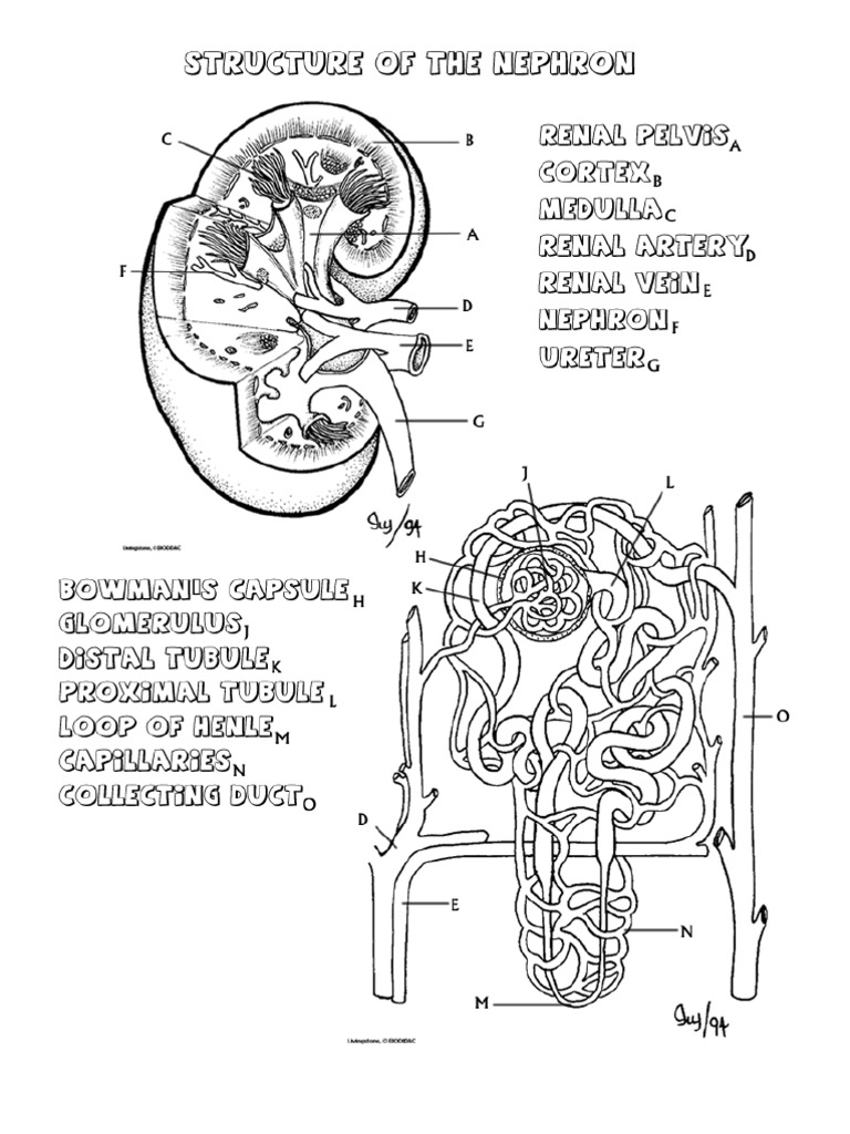 Nephron Coloring | Kidney | Endocrine System