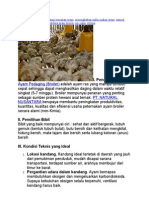 Artikel Ayam Boiler