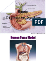humandigestionteacher-110323090218-phpapp01
