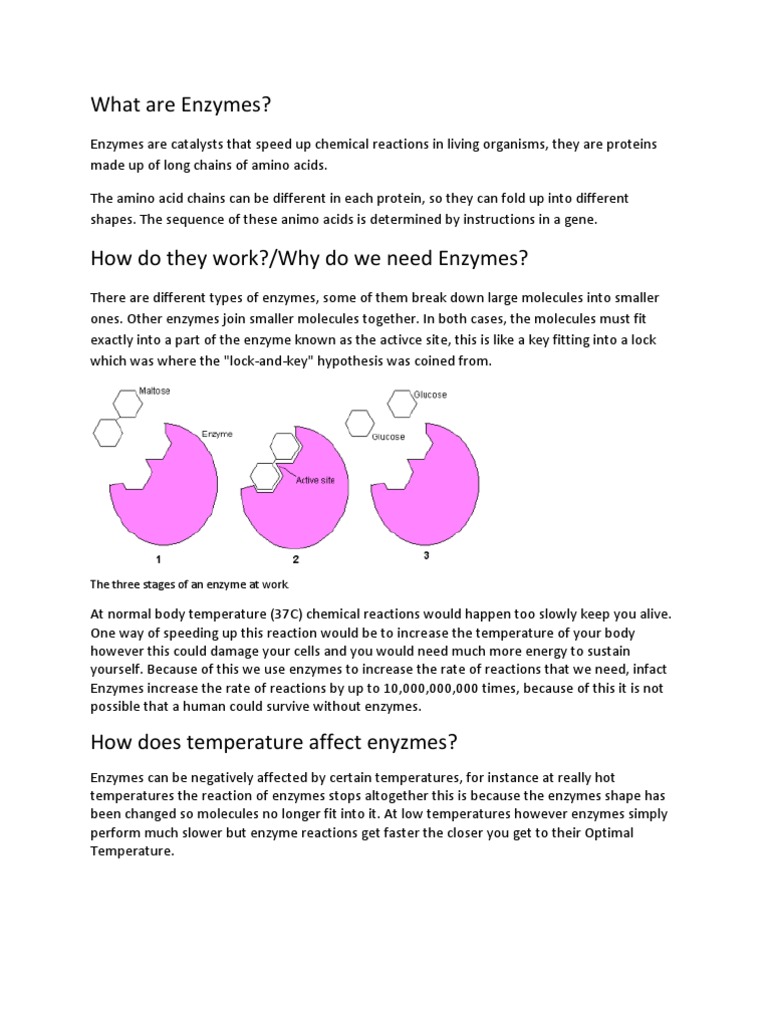 Enzymes at Work Denaturation (Biochemistry) Enzyme