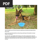 Download Anjing Gembala Jerman by Tri H Harinanto SN110374603 doc pdf