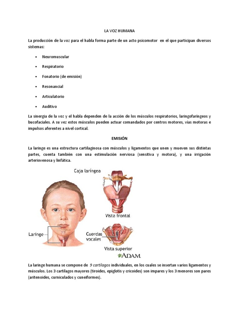 Producción y características de la voz humana | PDF | Sistema ...