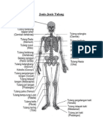 Jenis-Jenis Tulang