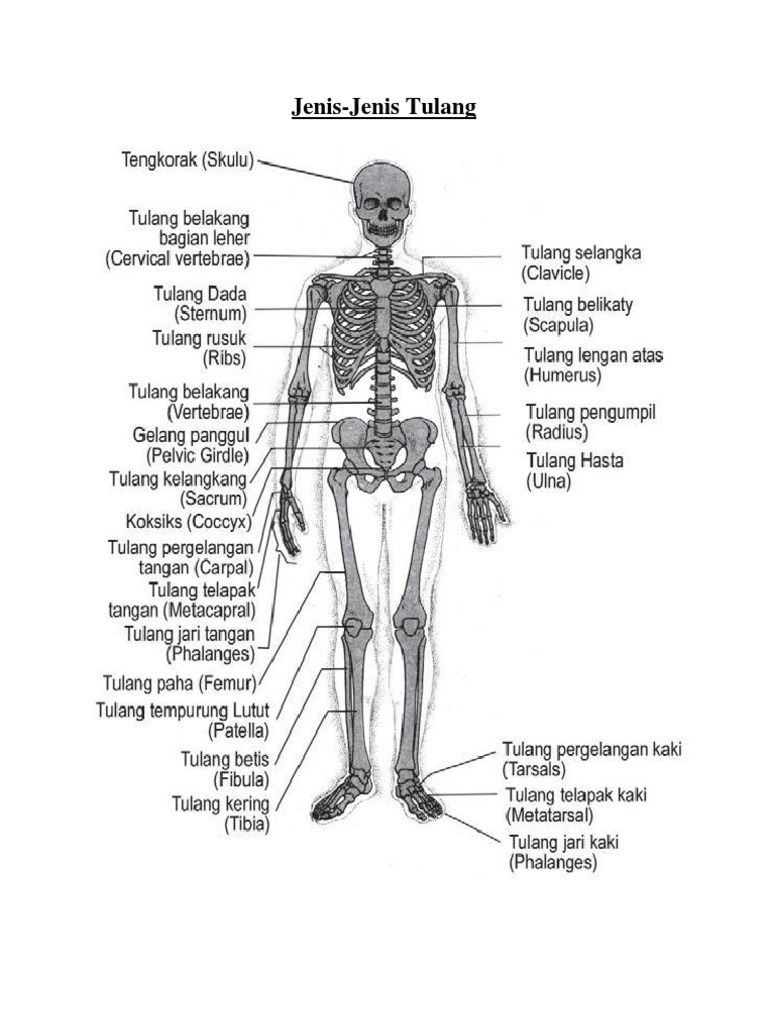 Jenis Jenis Tulang Pdf