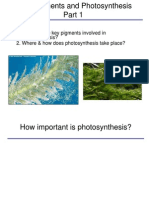 Topics: 1. What Are The Key Pigments Involved in Photosynthesis? 2. Where & How Does Photosynthesis Take Place?
