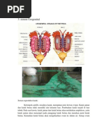 Download Reproduksi Amfibi by HeriHerwanto SN110588321 doc pdf