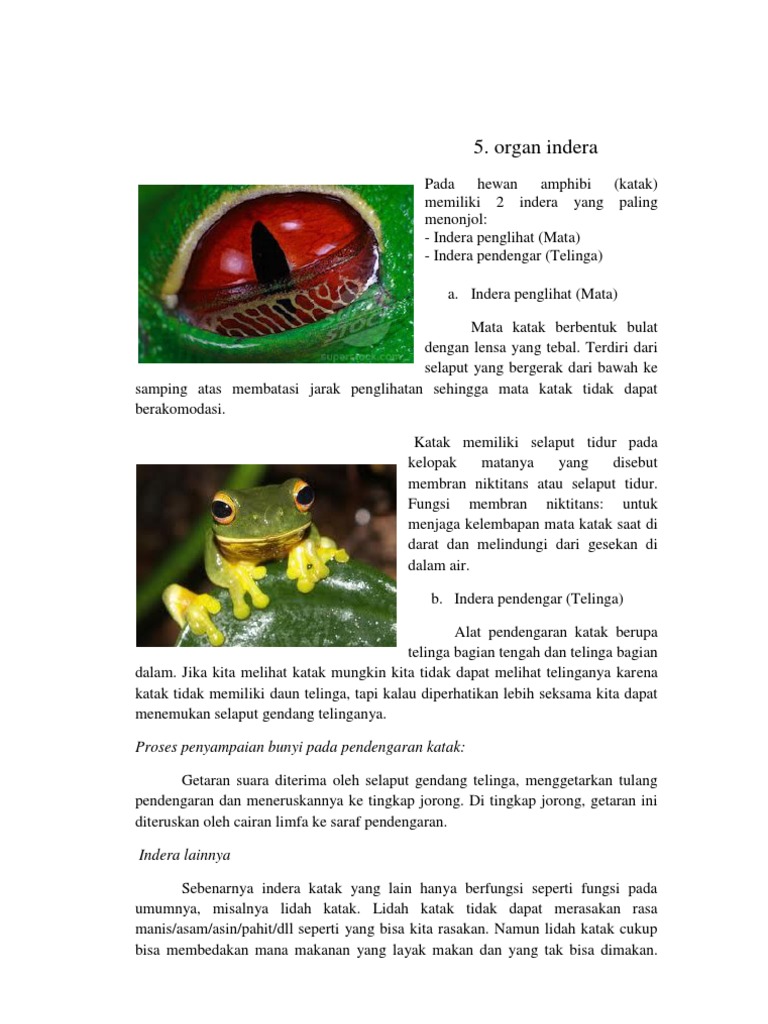Sistem Indra Amfibi