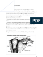 Trabalho Hormonas Sexuais Femininas (Ana Rolo)