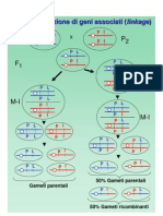 12b Ricombinazione Geni Associati genetica agraria uniss