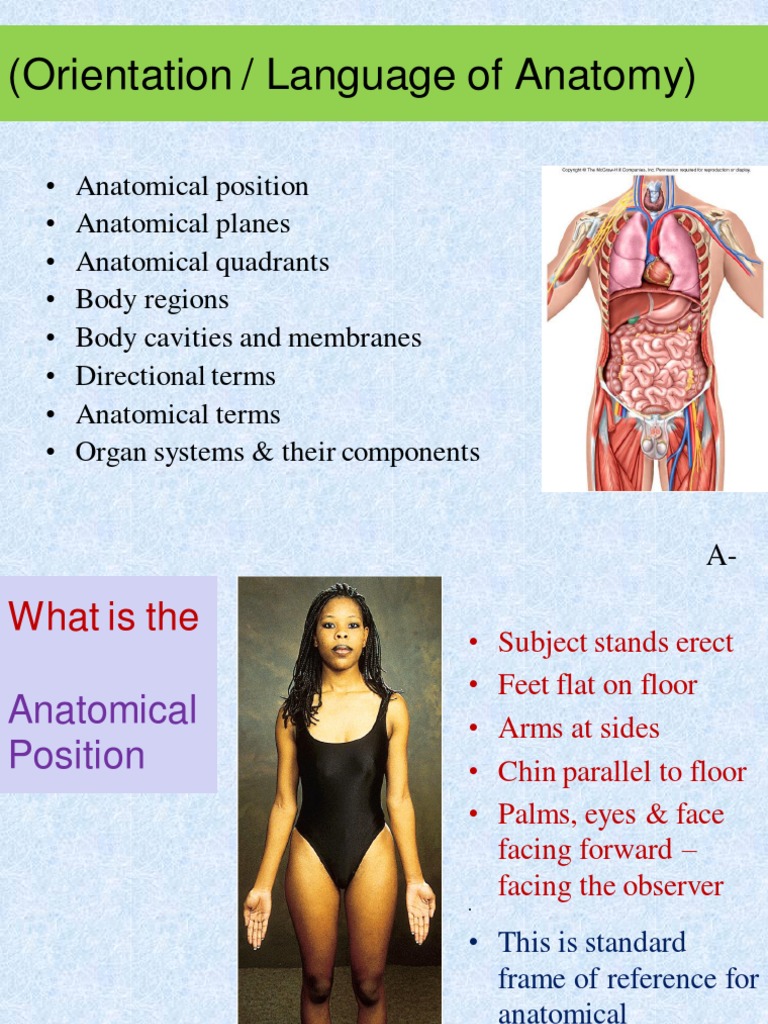 1 1 Ap 1 Lab Language Of Anatomy Anatomical Terms Of Location Abdomen