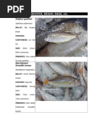 Download Fish in Malaysia by Julie Kang SN110682710 doc pdf