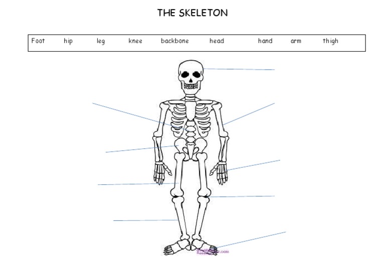 The Skeleton Body | PDF