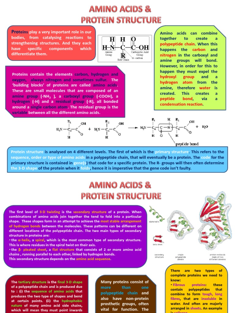 Biology Revision | PDF | Biomolecular Structure | Proteins