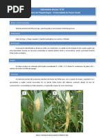 IT_Nº_25_-_Mancha_amarela_da_folha_do_trigo