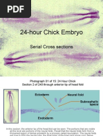 24hr Chick Cross Sections