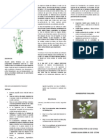 Download ARABIDOPSIS THALIANA by Poisson00 SN111004201 doc pdf