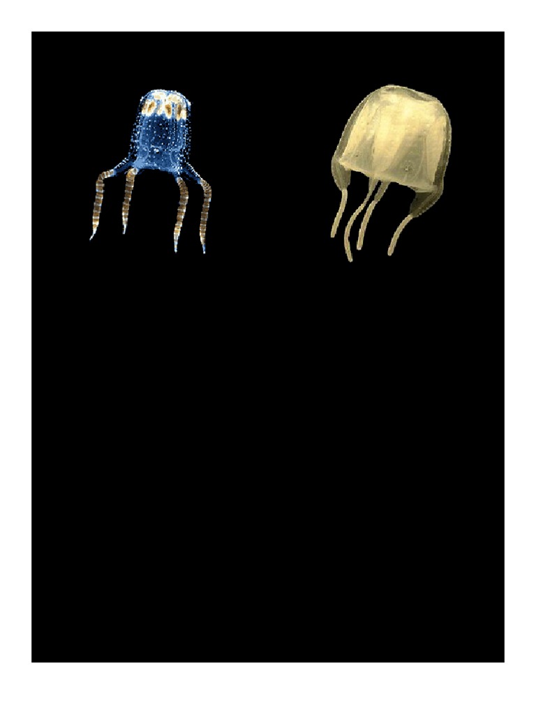Characteristics of Cubozoa Jellyfish | PDF | Animal Taxonomy | Zoology