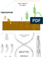 Nematóides em Essências Florestais