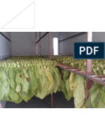 Hang Tobacco Leaves Drying