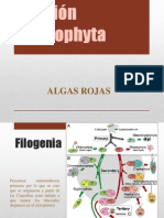 División Rhodophyta