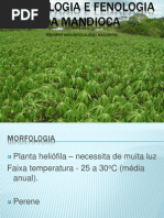 Download Morfologia e Fenologia Da Mandioca by Ro Gomes SN111185109 doc pdf
