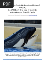 Download Visser 2012 Report on the Phyisical Status of Morgan At Loro Parque by Tim Zimmermann SN111260032 doc pdf