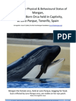 Download Visser 2012 Report on the Phyisical Status of Morgan At Loro Parque by Tim Zimmermann SN111260032 doc pdf