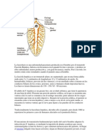 Fasciola Hepática