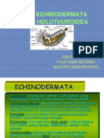 Materi Kelas Holothuroidea
