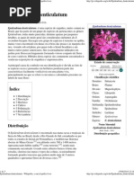 Epidendrum Denticulatum - W..