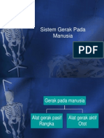 Sistem Gerak Pada Manusia