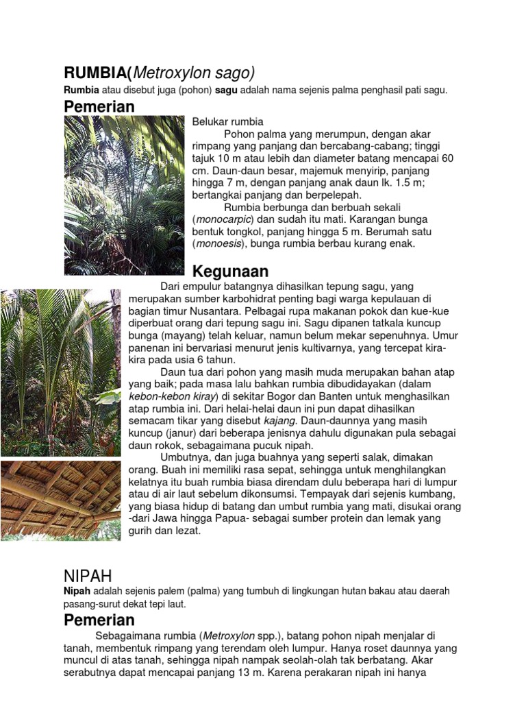 Tanaman Berserat