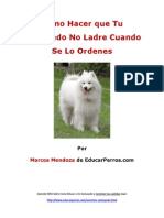 Como Hacer Que Tu Samoyedo No Ladre Cuando de Lo Ordenes