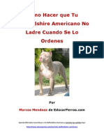 Como Hacer Que Tu Staffordshire Americano No Ladre Cuando de Lo Ordenes