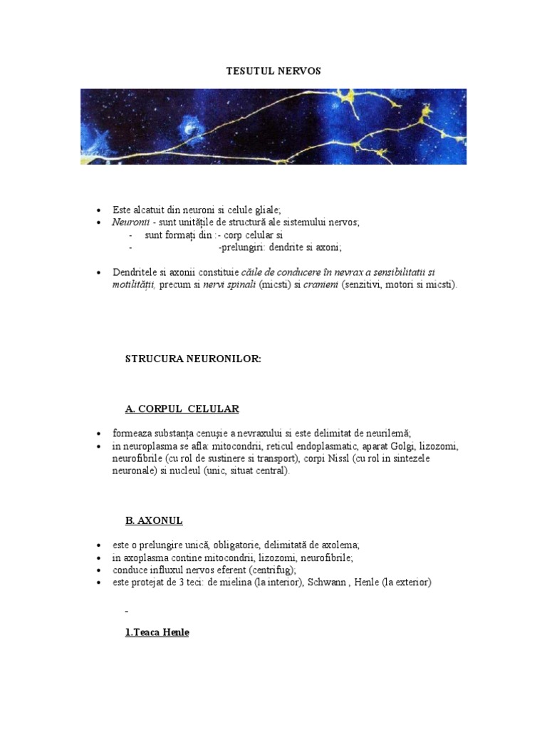 Tesutul Nervos: Neuronii - Sunt Unităţile de Structură Ale Sistemului ...