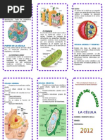 Download TRIPTICO-CELULA-BIOLOGIA by El_Burro_Ilustrado SN111503629 doc pdf