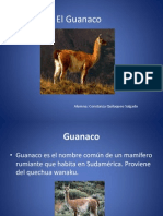 El Guanaco