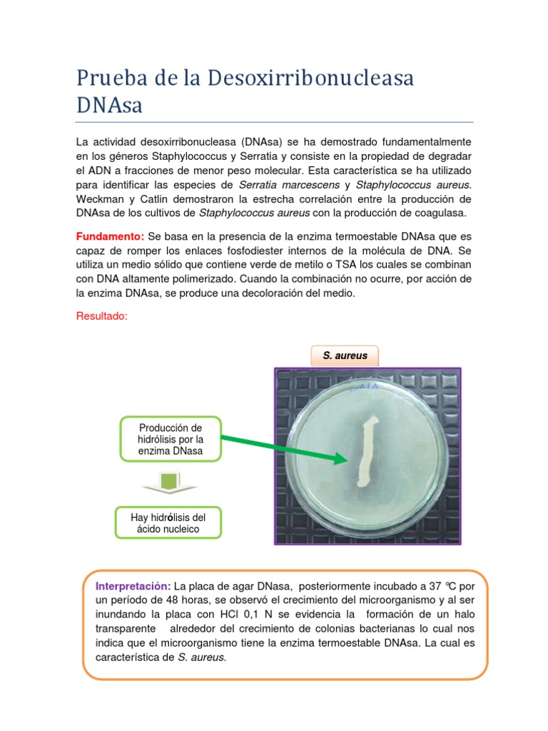 Prueba de La Desoxirribonucleasa Dnasa: Fundamento | PDF