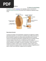 1Reprodução dos Poríferos
